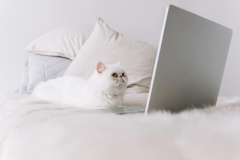 apartamento pet friendly